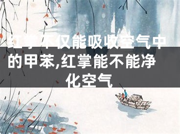 红掌不仅能吸收空气中的甲苯,红掌能不能净化空气