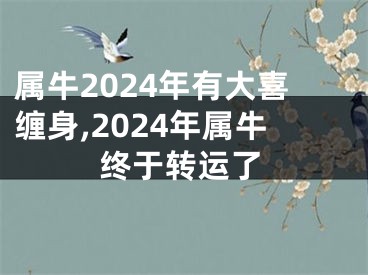 属牛2024年有大喜缠身,2024年属牛终于转运了