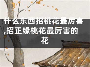 什么东西招桃花最厉害,招正缘桃花最厉害的花