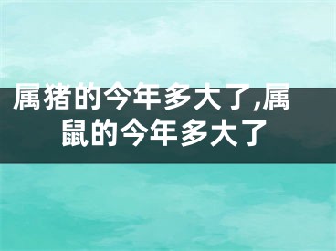属猪的今年多大了,属鼠的今年多大了