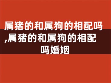属猪的和属狗的相配吗,属猪的和属狗的相配吗婚姻