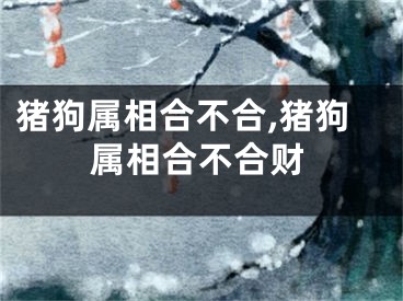 猪狗属相合不合,猪狗属相合不合财