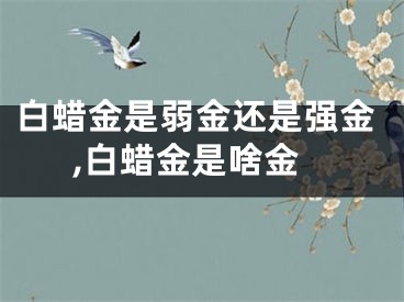 白蜡金是弱金还是强金,白蜡金是啥金