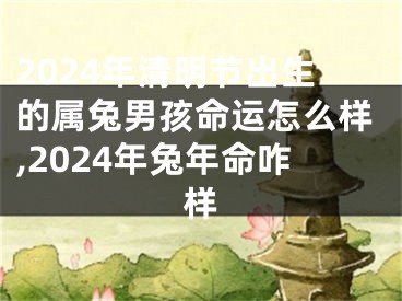 2024年清明节出生的属兔男孩命运怎么样,2024年兔年命咋样