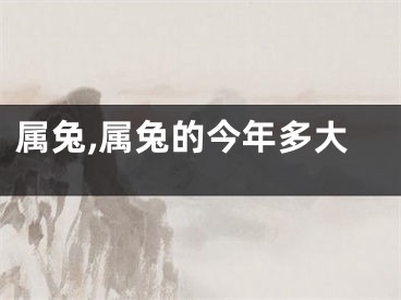 属兔,属兔的今年多大