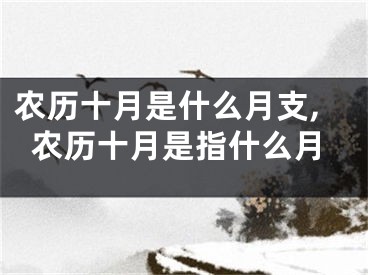 农历十月是什么月支,农历十月是指什么月
