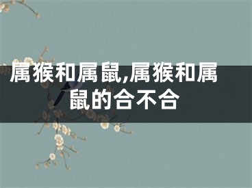 属猴和属鼠,属猴和属鼠的合不合