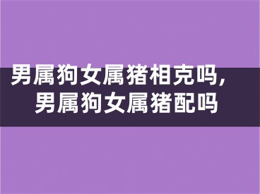 男属狗女属猪相克吗,男属狗女属猪配吗
