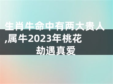 生肖牛命中有两大贵人,属牛2023年桃花劫遇真爱