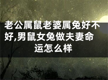 老公属鼠老婆属兔好不好,男鼠女兔做夫妻命运怎么样