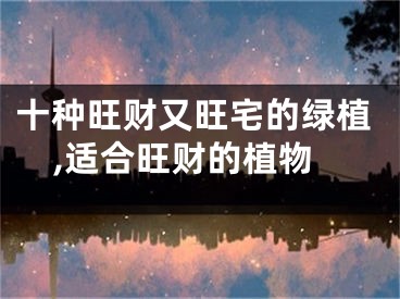 十种旺财又旺宅的绿植,适合旺财的植物