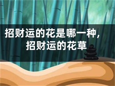招财运的花是哪一种,招财运的花草