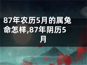 87年农历5月的属兔命怎样,87年阴历5月