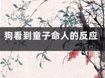 狗看到童子命人的反应