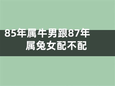 85年属牛男跟87年属兔女配不配