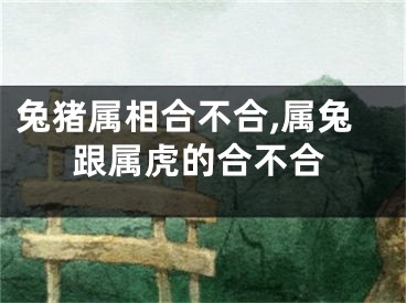 兔猪属相合不合,属兔跟属虎的合不合