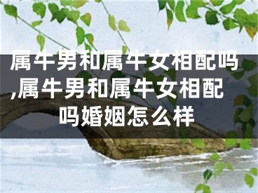 属牛男和属牛女相配吗,属牛男和属牛女相配吗婚姻怎么样
