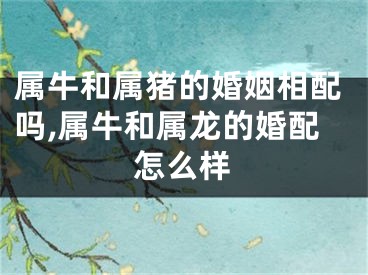 属牛和属猪的婚姻相配吗,属牛和属龙的婚配怎么样