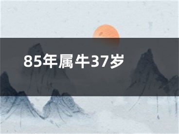 85年属牛37岁