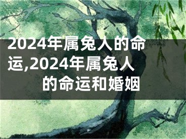 2024年属兔人的命运,2024年属兔人的命运和婚姻