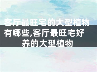 客厅最旺宅的大型植物有哪些,客厅最旺宅好养的大型植物