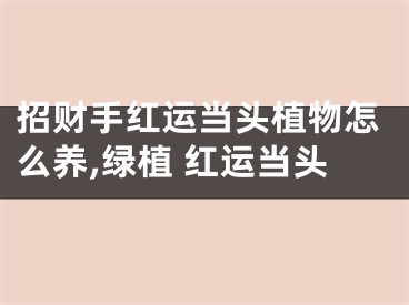招财手红运当头植物怎么养,绿植 红运当头