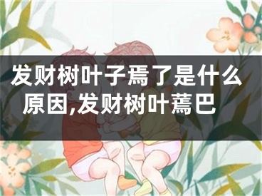 发财树叶子焉了是什么原因,发财树叶蔫巴