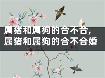 属猪和属狗的合不合,属猪和属狗的合不合婚