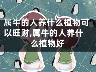 属牛的人养什么植物可以旺财,属牛的人养什么植物好