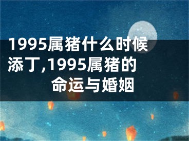 1995属猪什么时候添丁,1995属猪的命运与婚姻