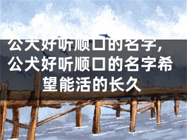 公犬好听顺口的名字,公犬好听顺口的名字希望能活的长久