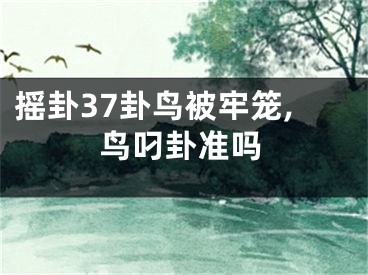 摇卦37卦鸟被牢笼,鸟叼卦准吗
