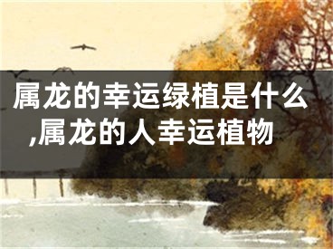 属龙的幸运绿植是什么,属龙的人幸运植物
