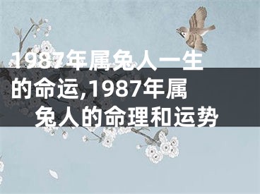 1987年属兔人一生的命运,1987年属兔人的命理和运势