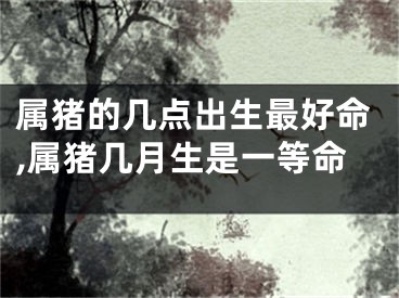 属猪的几点出生最好命,属猪几月生是一等命