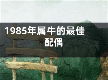 1985年属牛的最佳配偶