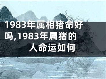 1983年属相猪命好吗,1983年属猪的人命运如何