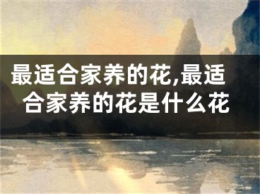 最适合家养的花,最适合家养的花是什么花