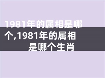 1981年的属相是哪个,1981年的属相是哪个生肖