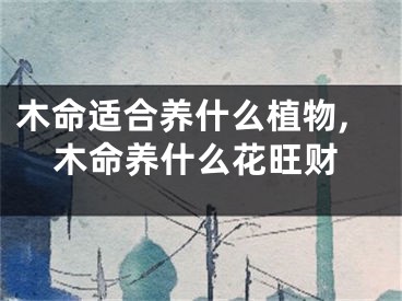 木命适合养什么植物,木命养什么花旺财