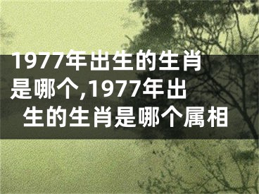 1977年出生的生肖是哪个,1977年出生的生肖是哪个属相