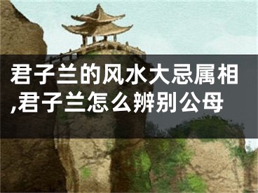 君子兰的风水大忌属相,君子兰怎么辨别公母
