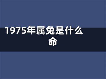 1975年属兔是什么命