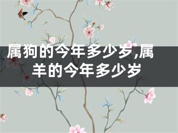属狗的今年多少岁,属羊的今年多少岁