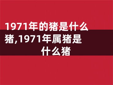 1971年的猪是什么猪,1971年属猪是什么猪