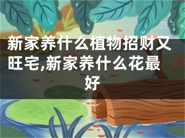 新家养什么植物招财又旺宅,新家养什么花最好