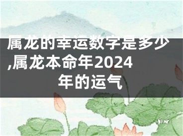 属龙的幸运数字是多少,属龙本命年2024年的运气