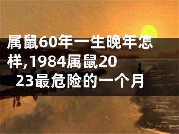 属鼠60年一生晚年怎样,1984属鼠2023最危险的一个月