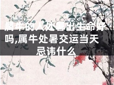 属牛的人处暑出生命好吗,属牛处暑交运当天忌讳什么
