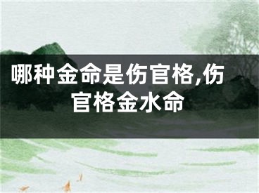 哪种金命是伤官格,伤官格金水命